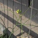 Sisymbrium orientale Fruto