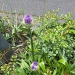 Allium giganteumFlower