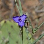 Tradescantia occidentalis Květ