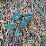 Pyrola picta Leaf