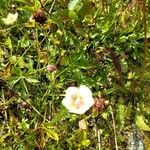 Parnassia palustrisFloro