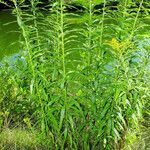 Solidago canadensis Hoja