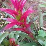 Guzmania monostachiaBloem