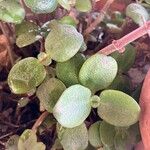 Crassula multicava Φύλλο