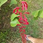 Erythrina crista-galli花