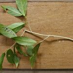 Leonia glycycarpa Hoja
