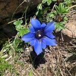 Gentiana acaulisFlower