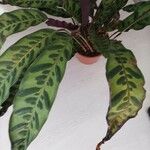 Calathea lancifolia Hoja