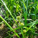 Sparganium americanum Flower