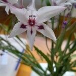 Gladiolus carneus Blüte