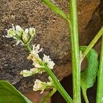 Celosia anthelminthica Flor