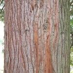 Thuja occidentalis Bark