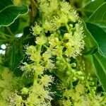 Phytolacca dioica फूल