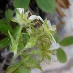 Potentilla caulescens फूल