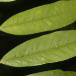 Guatteria tomentosa Leaf
