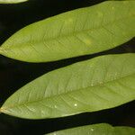 Guatteria tomentosa Frunză
