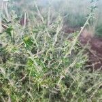 Solanum arundo Leaf