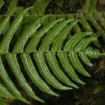 Cyclopeltis semicordata Hoja
