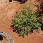 Lomatium latilobum Hábito