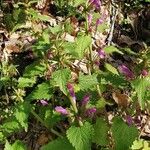 Lamium garganicum Costuma