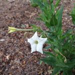 Nicotiana quadrivalvis Flor