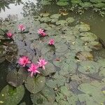 Nymphaea rubra Habitat