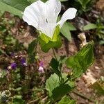 Malope trifida 花