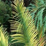 Cycas panzhihuaensis 形態