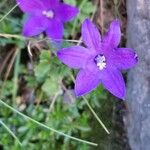 Campanula arvaticaVirág