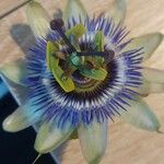 Passiflora caeruleaBlomst