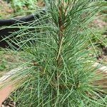Pinus cembra Foglia