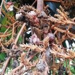 Dracaena arborea Flor