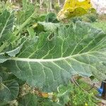 Brassica oleracea 葉