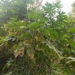 Montanoa hibiscifolia عادت