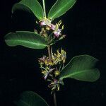 Mouriri guianensis Flower