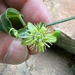 Passiflora lutea Květ