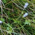 Wahlenbergia hederacea Flower