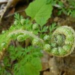 Polystichum setiferum Blad