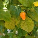 Capsicum baccatum Плід