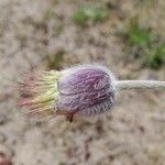 Anemone pratensis Λουλούδι