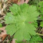 Geranium spp. Leaf