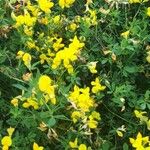 Lotus corniculatus Цвят