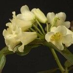 Rhododendron trichocladum Flower