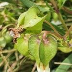 Trichodesma marsabiticum Blüte