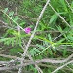 Vicia peregrina Цветок
