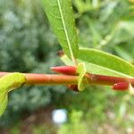 Salix prolixa പുറംതൊലി