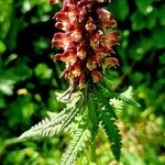 Pedicularis recutita Цветок