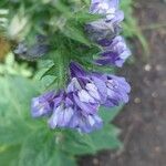 Lobelia siphilitica Flower