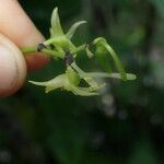 Angraecum calceolus Flower