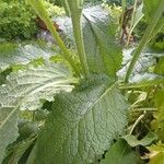 Verbascum phoeniceum Leaf